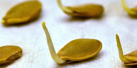 Kako potopiti sjeme tikvica prije sadnje